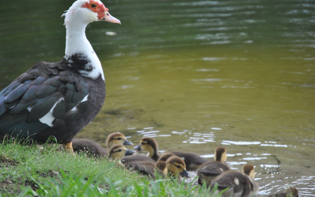 Please Don’t Feed The Ducks